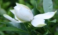 介紹梔子花的說明文五篇