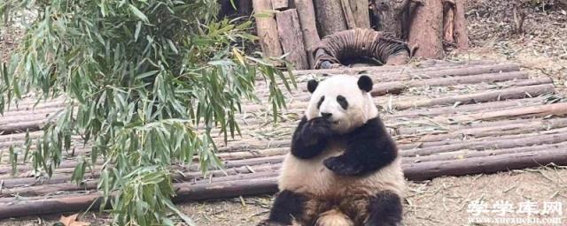 到成都旅游攻略 成都三日游路線