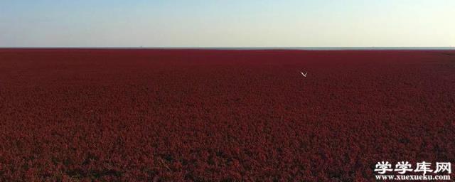 紅海灘旅游自駕游攻略 紅海灘一日游攻略