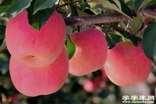 甘肅有哪些特色水果 甘肅的特產