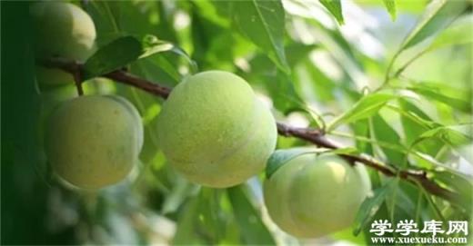 巫山有哪些特色水果 重慶巫山的特產