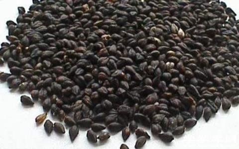 黑苦蕎茶的功效與作用 黑苦蕎茶有什么養生保健價值