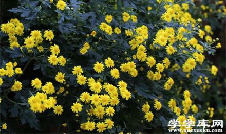 野菊花的功效與作用 野菊花的食用方法