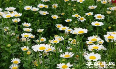 野菊花的功效與作用 野菊花的食用方法