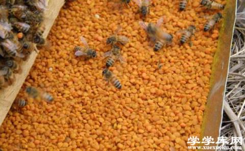 花粉的功效與作用 花粉有什么養生保健價值