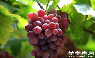 發燒吃什么水果 感冒發燒宜吃這5種水果