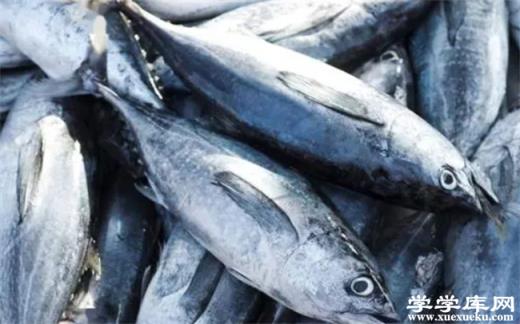 金槍魚的營養價值 金槍魚和三文魚的區別