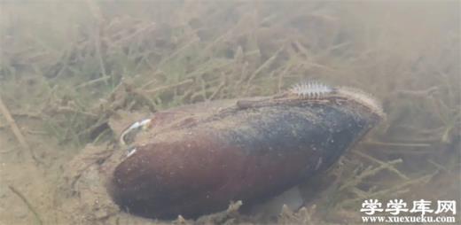 ?河蚌的營養價值 淡水河蚌有什么營養價值