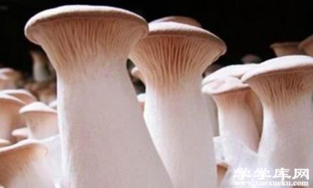 了解吃杏鮑菇的好處 吃杏鮑菇的注意事項