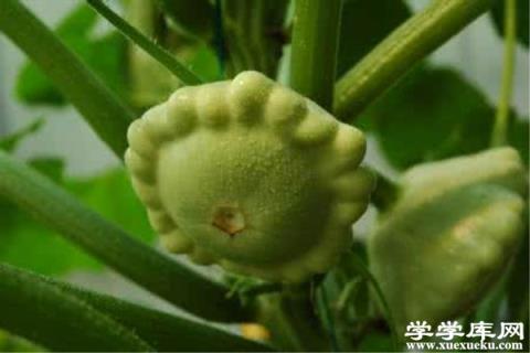 飛碟瓜怎么吃