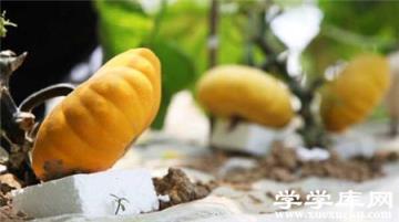 飛碟瓜植株 飛碟瓜植株