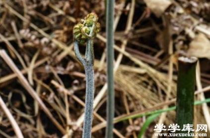 蕨菜的做法有哪些？蕨菜的食用禁忌