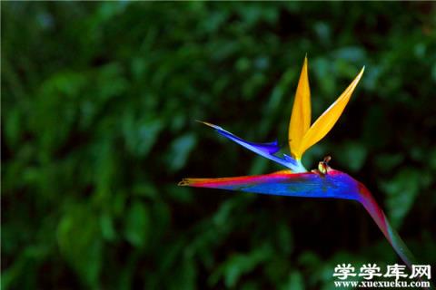 鶴望蘭繁殖之人工授粉