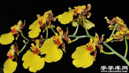 文心蘭怎么修剪