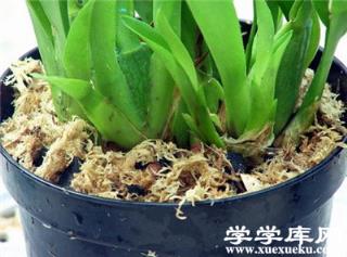 文心蘭的修剪方法