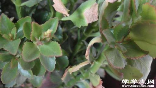 長壽花掉葉子怎么回事