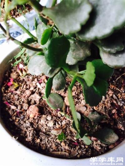 長壽花盆土太干，缺水