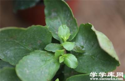 長壽花葉片泛白，白粉病