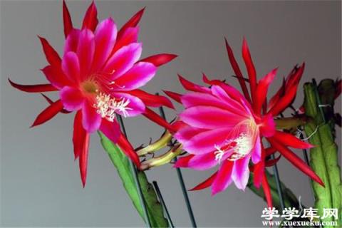 令箭荷花的功效與作用