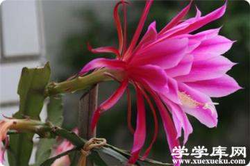 令箭荷花 令箭荷花