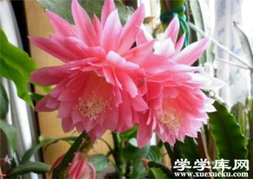 盆栽令箭荷花 盆栽令箭荷花