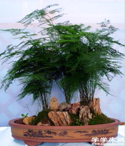 文竹“三足鼎立”式盆景