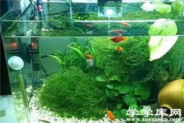 魚缸水