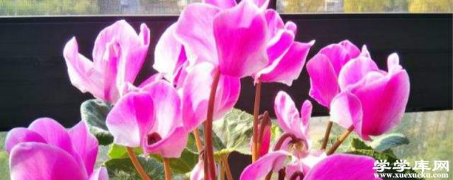 仙客來施肥多了怎么辦，開花期可以施肥嗎