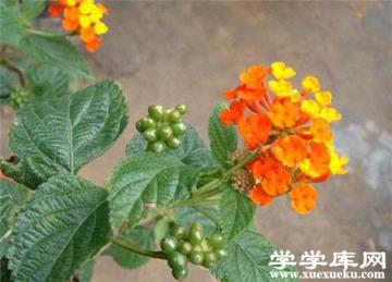 五色梅常見病蟲害及防治方法