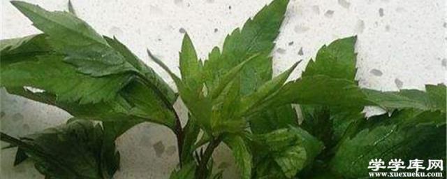 明日葉的養殖方法