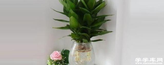 荷花竹可以水培嗎 荷花竹是非常好養護的一種植物