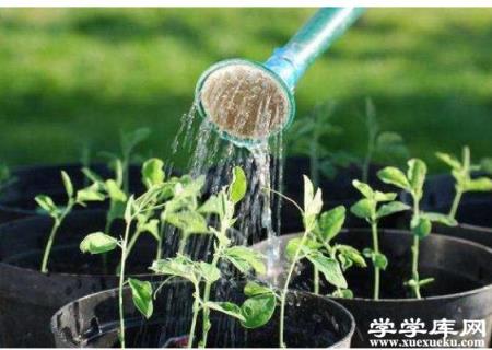 香水百合花澆啤酒行嗎 百合花可以用復合肥嗎