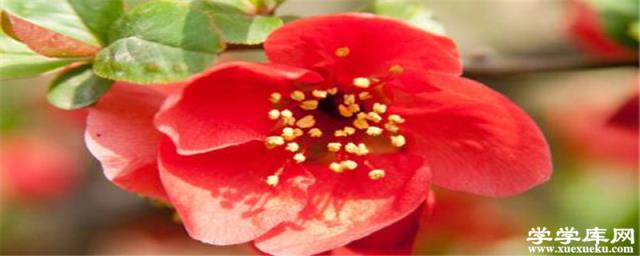 石榴花秋天怎么養