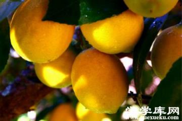 提高免疫力 提高免疫力