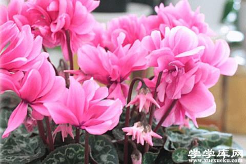 冬天陽臺“光禿禿”？家里種上這4盆“花”，家里也有小花園！