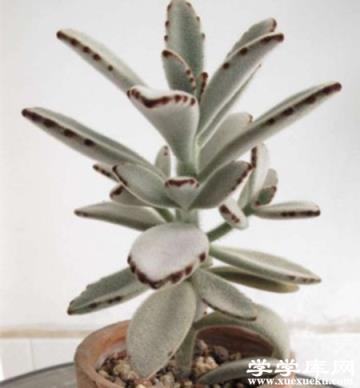 月兔耳徒長 月兔耳徒長