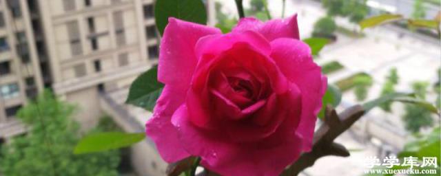 玫瑰花什么時候施肥，施什么肥好