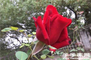 玫瑰花