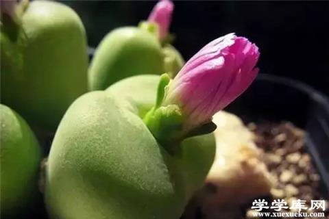 石頭開花，原來這么贊