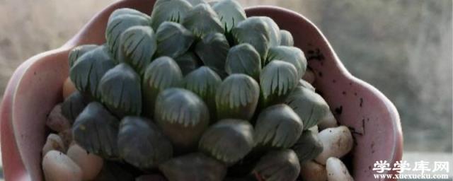 怎么讓玉露長的快，長得緊湊