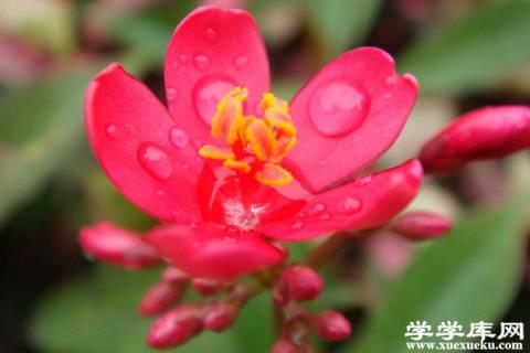 珊瑚花的養殖方法和注意事項