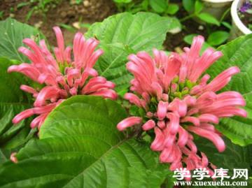 珊瑚花的養殖注意事項 珊瑚花的養殖注意事項