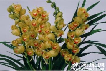 大花蕙蘭 大花蕙蘭