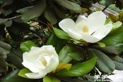 廣玉蘭的病蟲害及其防治