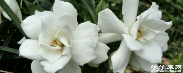 梔子花葉子長黑點怎么辦