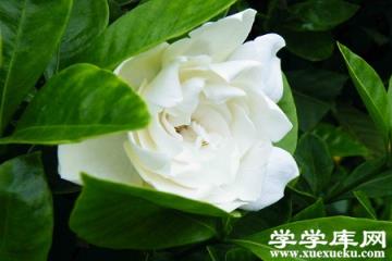 美麗的梔子花 美麗的梔子花