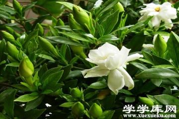 漂亮的梔子花 漂亮的梔子花