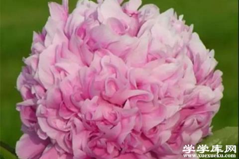 5月花神是芍藥,別再只知道月季了！