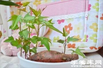 地瓜盆栽