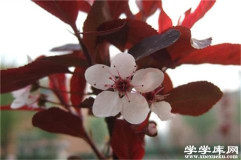 紫葉矮櫻三大繁殖方法